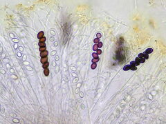 Ascobolus carbonarius