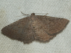 Laophila icasta