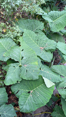 Xanthosoma robustum