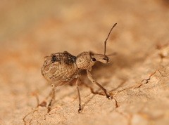 Leptopius tetraphysodes