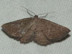 Laophila icasta