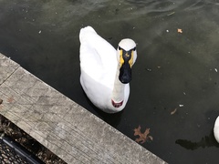 Cygnus buccinator × cygnus