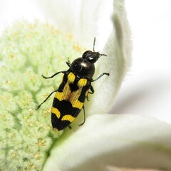 Castiarina oblita