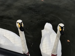 Cygnus buccinator × cygnus