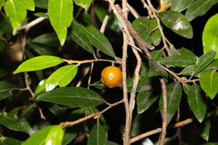 Petalostigma triloculare