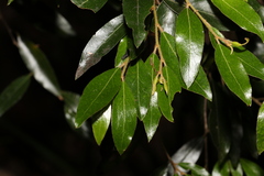 Petalostigma triloculare