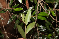 Petalostigma triloculare