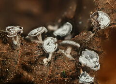 Diderma hemisphaericum