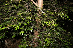 Petalostigma triloculare