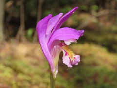 Arethusa bulbosa