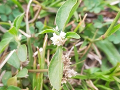 Alternanthera ficoidea