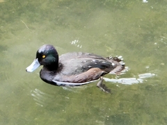 Aythya novaeseelandiae