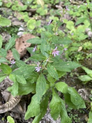 Cuphea carthagenensis