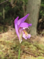 Arethusa bulbosa