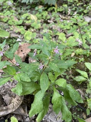 Cuphea carthagenensis