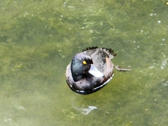 Aythya novaeseelandiae