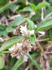 Alternanthera ficoidea