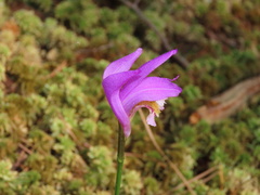 Arethusa bulbosa