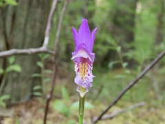 Arethusa bulbosa