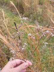 Eupatorium capillifolium