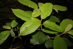 Gmelina leichhardtii