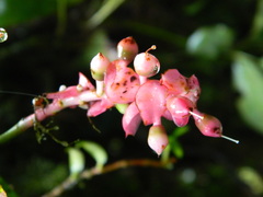 Gaultheria erecta