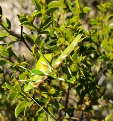 Insara covilleae