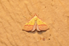 Phytometra rhodarialis