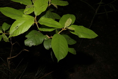 Gmelina leichhardtii