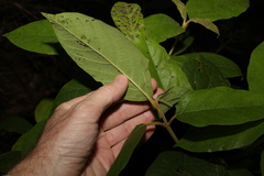 Gmelina leichhardtii