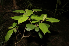 Gmelina leichhardtii