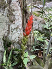 Guzmania monostachia
