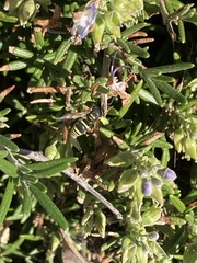 Ancistrocerus bustamente