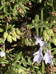 Ancistrocerus bustamente