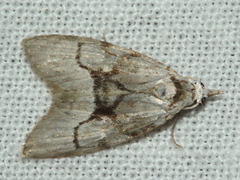Nola delograpta