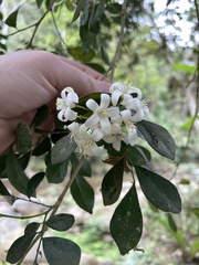 Murraya paniculata