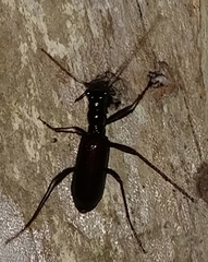 Ctenostoma