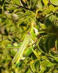 Bootettix argentatus