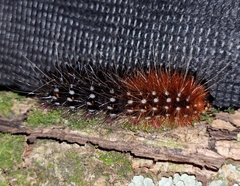 Rhodogastria similis