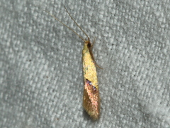 Opogona protodoxa