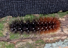 Rhodogastria similis