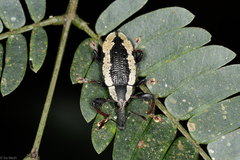 Heilipus