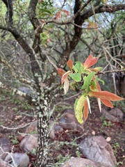 Diospyros mespiliformis