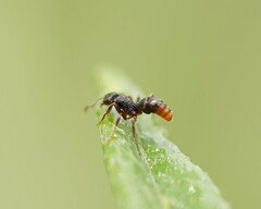 Rhytidoponera tasmaniensis