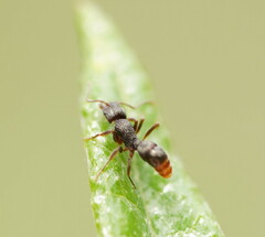 Rhytidoponera tasmaniensis