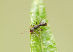 Rhytidoponera tasmaniensis
