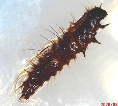 Dermestes