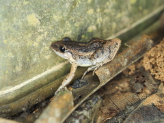 Adenomera chicomendesi