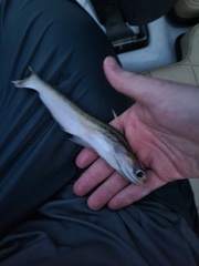 Auchenipteridae