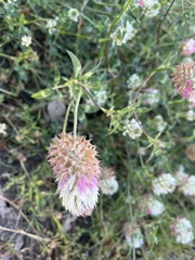 Trifolium vesiculosum